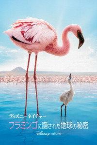 フラミンゴに隠された地球の秘密