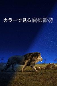 カラーで見る夜の世界