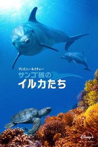サンゴ礁のイルカたち