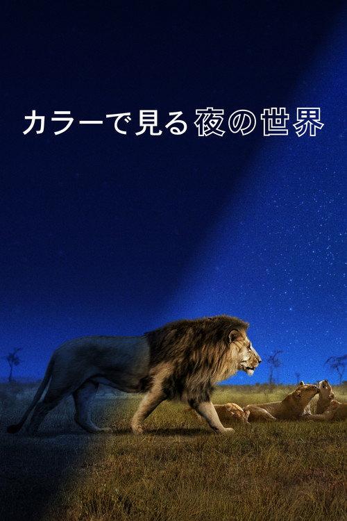 カラーで見る夜の世界