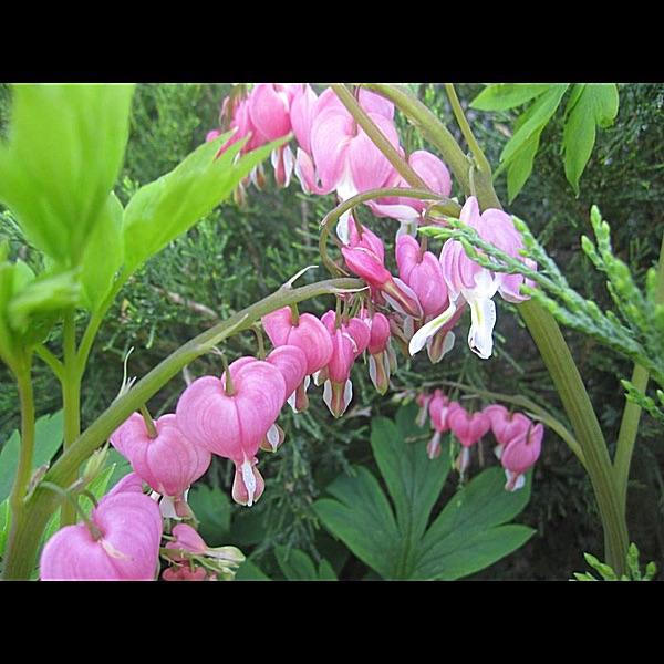 Bleeding Heart