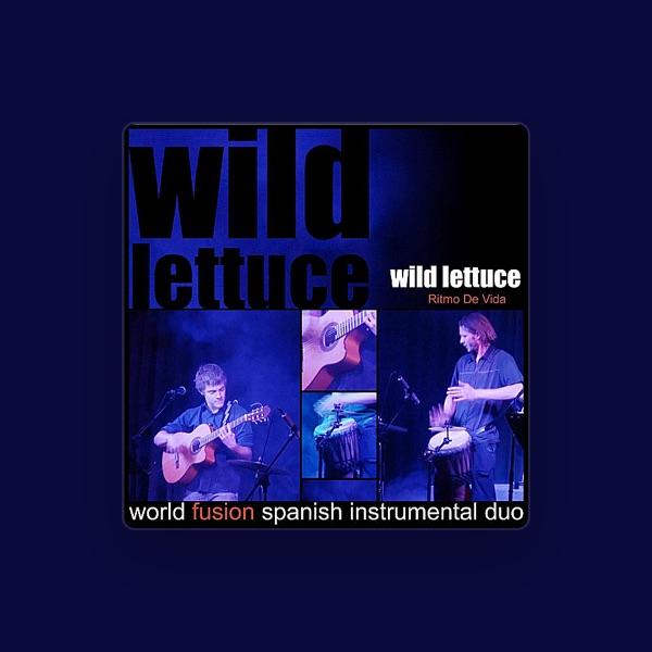 Wild Lettuce