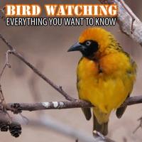 Birds and Cats