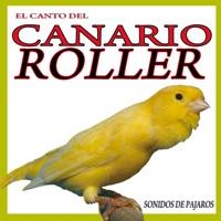 The Sound of the Roller Canary