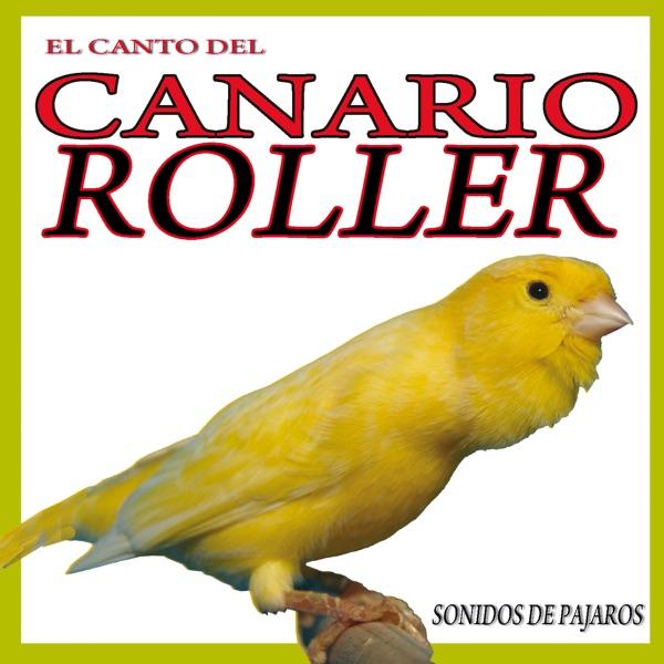 The Sound of the Roller Canary