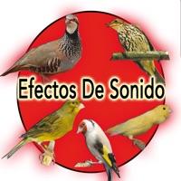 Reclamo de La Perdiz Sonido De Pajaros