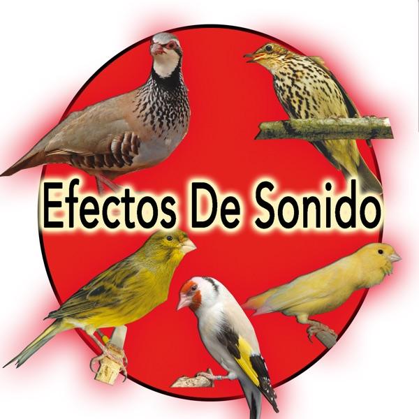 Reclamo de La Perdiz Sonido De Pajaros