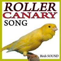 The Roller Canary Sound