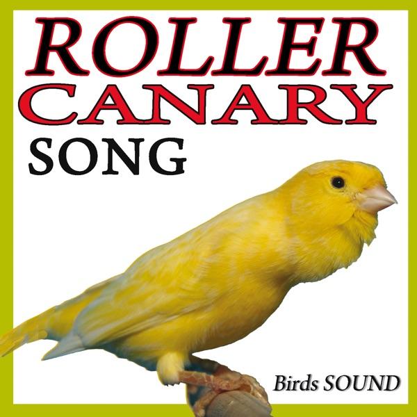 The Sound of the Roller Canary