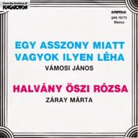 Halvány Őszirózsa