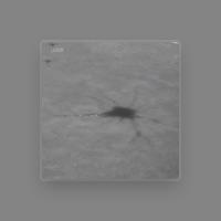Shark [band]