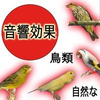 Reclamo para Tordos Sonido de Pajaros