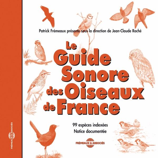 Geai Des Chênes