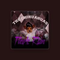 The Chihuahuas