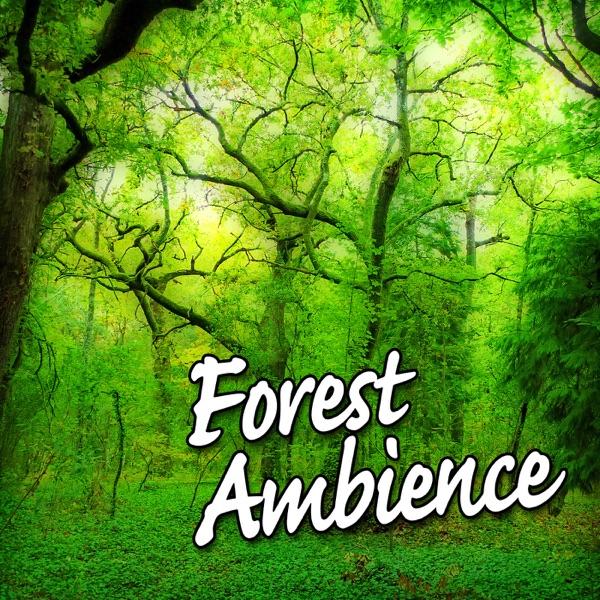 Bright Daytime Forest Grove for Deep Relaxation and Rest