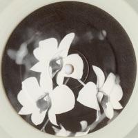 Phalaenopsis (Dub I)