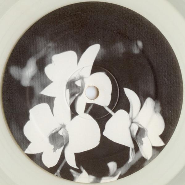 Phalaenopsis (Dub I)