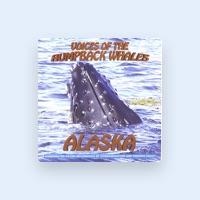 Amazing feeding calls and sounds performed by the Humpback Whale