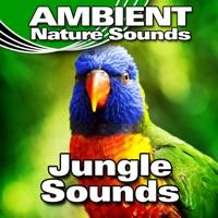 Early Morning Jungle Background