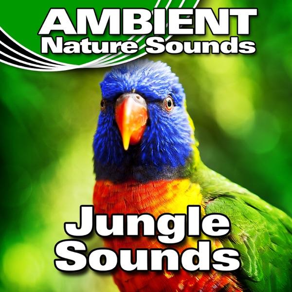 Early Morning Jungle Background
