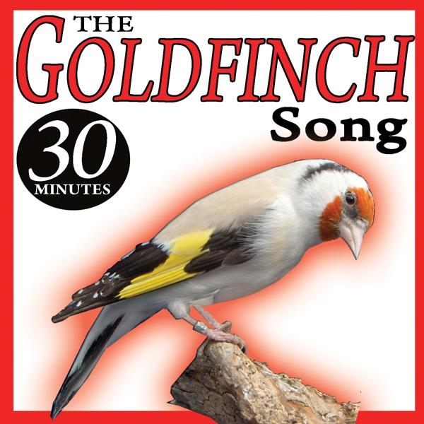 The Goldfinch Song (I) Sounds Birds
