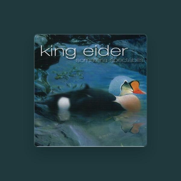 King Eider