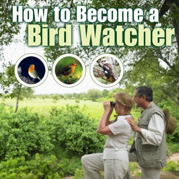 The Art of Birding and Bird Watching