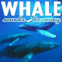 Dolphins and Whales, Pt. 4