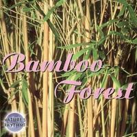 Bamboo Rhythms