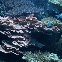 Coral Chorale 2