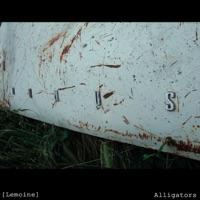 Alligators