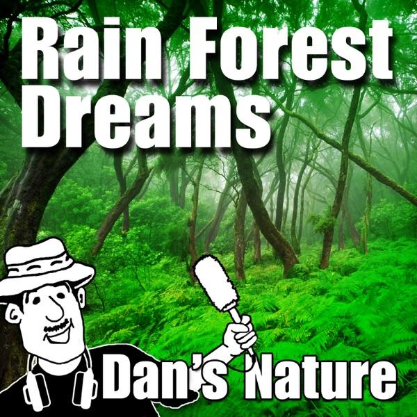 New Day Dawning - Natural Rainforest Balance
