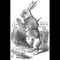 Rabbit