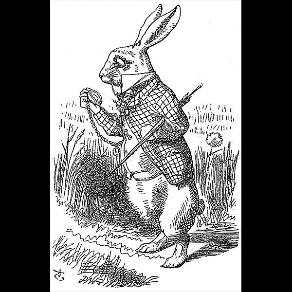 Rabbit