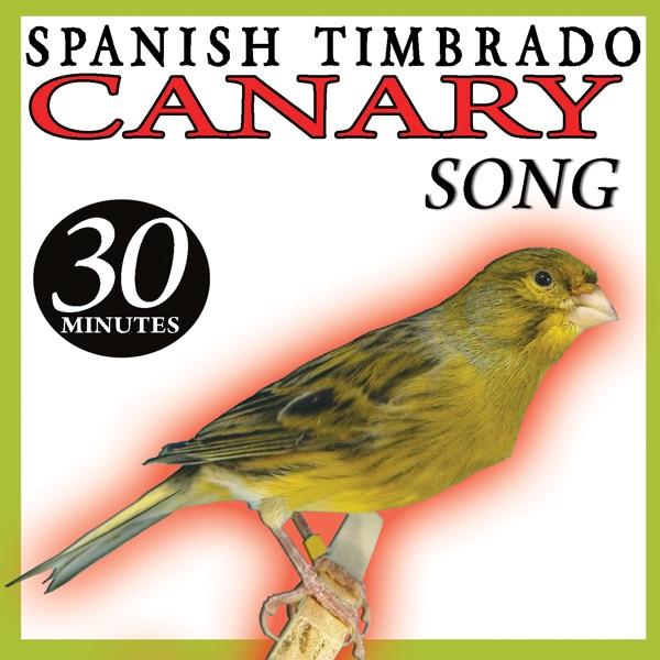 Spanish Timbrado Canary Song Birds (II) Birds Sounds