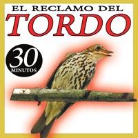 Reclamo Para Tordo (II) Sonido Pajaros Zorzal