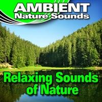 Breathe Deeply In Tune With the Relaxing Sounds of Nature