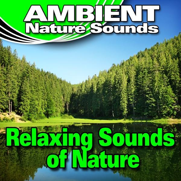 Breathe Deeply In Tune With the Relaxing Sounds of Nature
