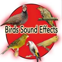 Spanish Timbrado Canary Sound