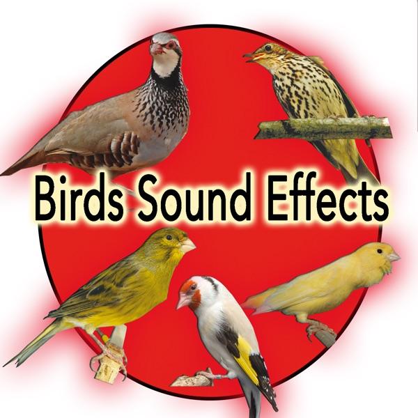 Spanish Timbrado Canary Sound