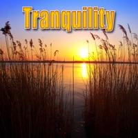 Evening Cricket Chorus Nature Sound for Healing and Relaxation