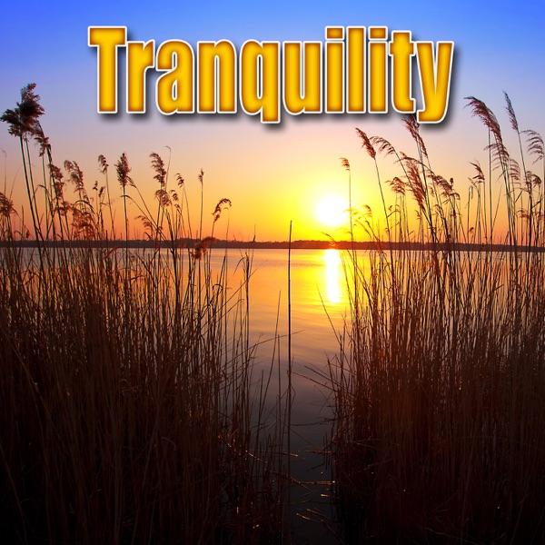 Evening Cricket Chorus Nature Sound for Healing and Relaxation