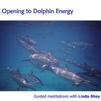 Dolphin Buzz
