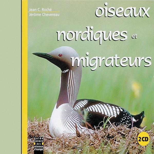 King Eider