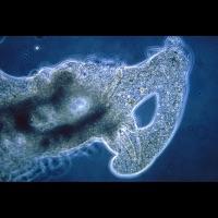 Amoeba