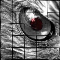 eyes