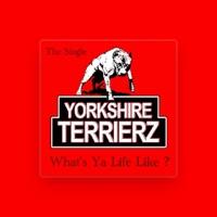 Yorkshire Terrierz