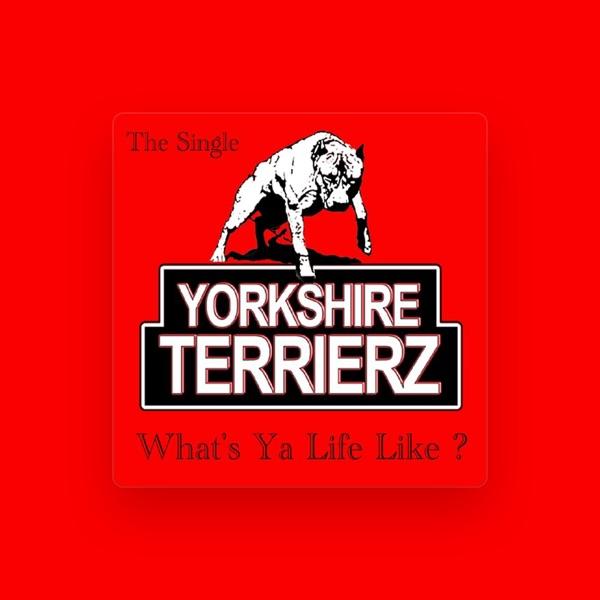 Yorkshire Terrierz
