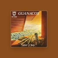 Guanacos
