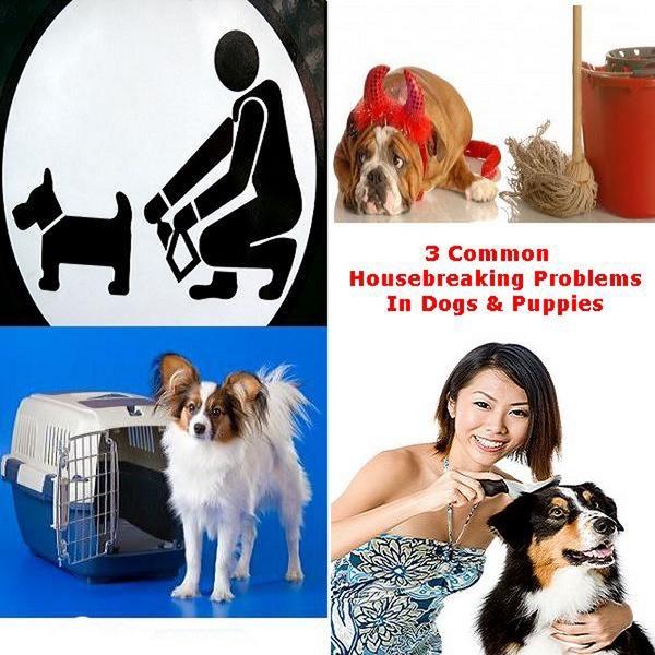 Dog Training - Common Housebreaking Problems In Puppies